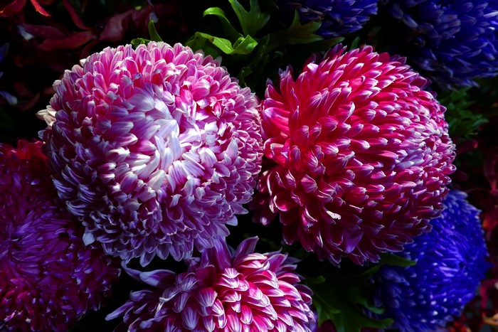 Close-up of pink and purple chrysanthemums