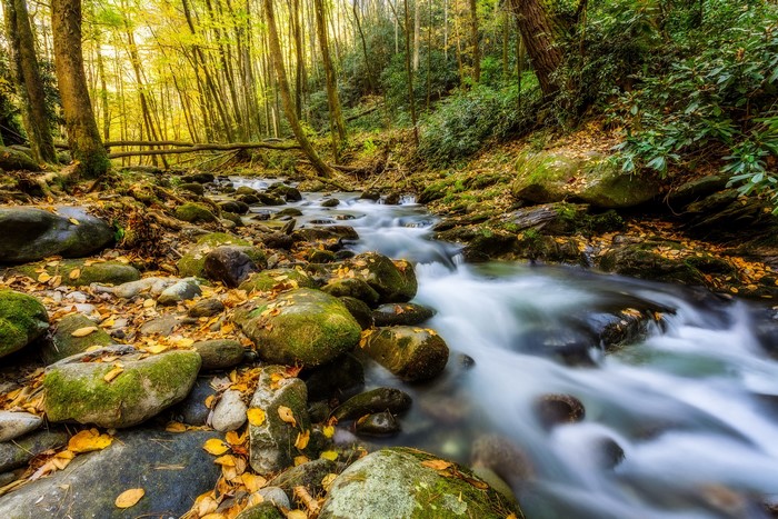 Autumn stream flowing through a forest in Great Smoky Mountains