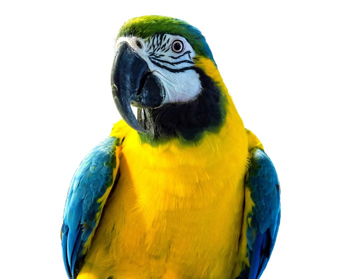Blue and yellow macaw parrot on white background