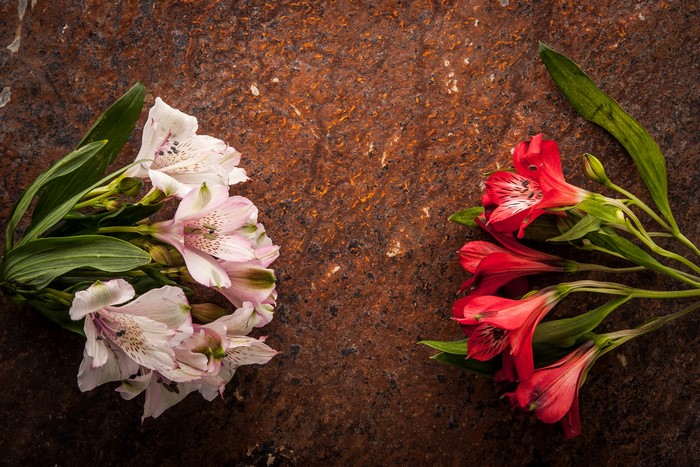 Pink and red Alstroemeria flowers on a textured surface