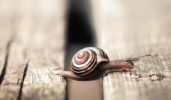 Snail crawling on a wooden surface
