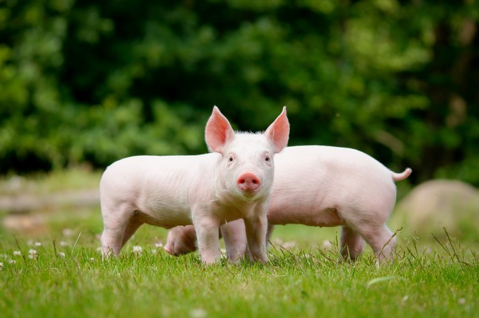 Two young pigs in a grassy field