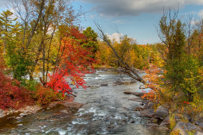 River flowing through autumn forest with colorful trees