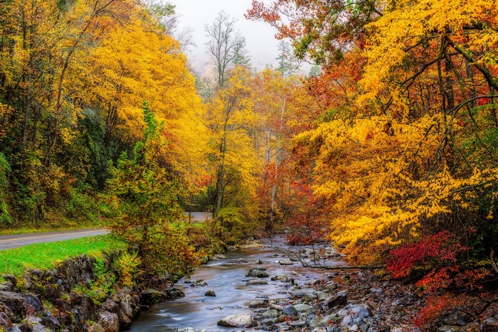 Autumn foliage along a stream in Great Smoky Mountains National Park