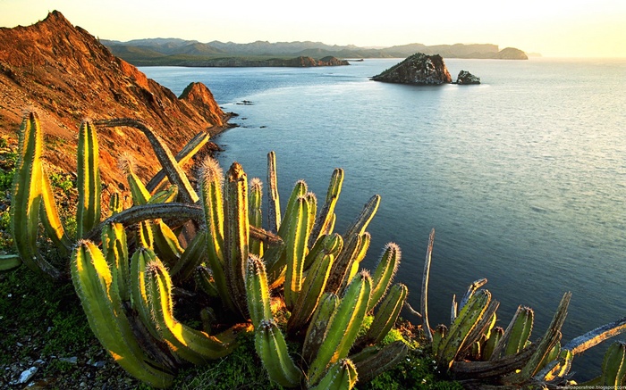 Cacti on a cliff overlooking the ocean at sunset