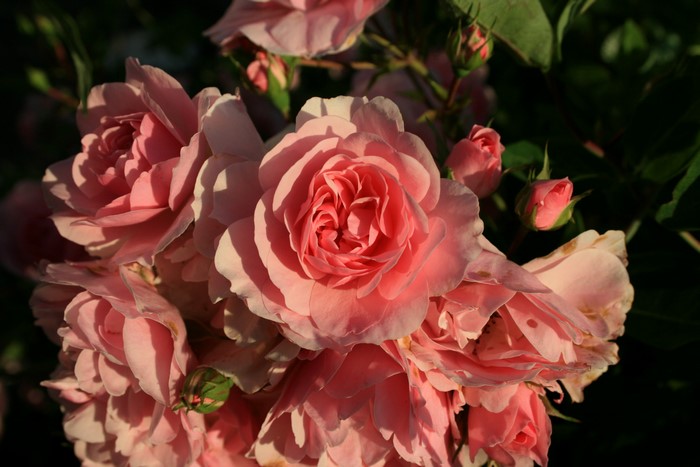 Close-up of pink roses in bloom