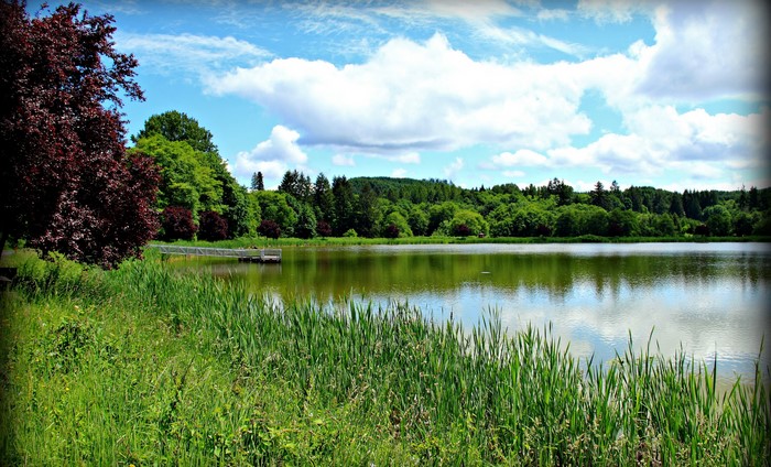 Lake with trees and clouds