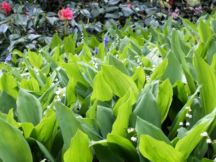Lily of the valley flowers and foliage