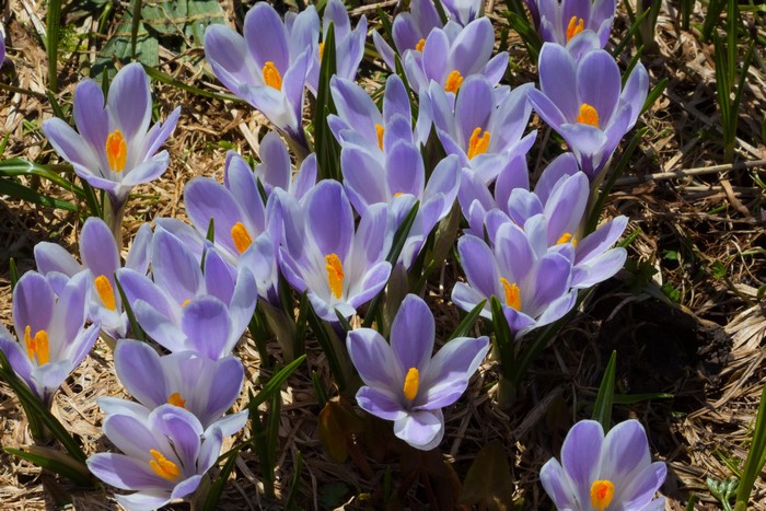 Purple crocuses blooming in dry grass