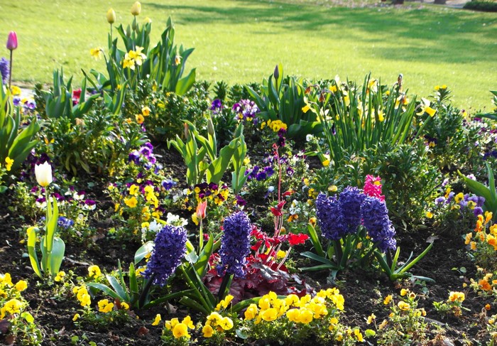 Flowerbed with Pansies, Hyacinths, Tulips, and Daffodils