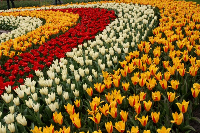 Colorful tulip flower beds at Keukenhof Gardens