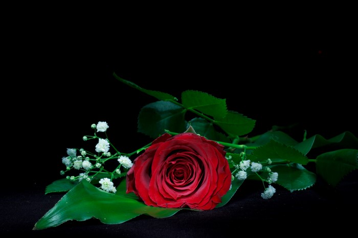 Red Rose with Baby's Breath on Black Background