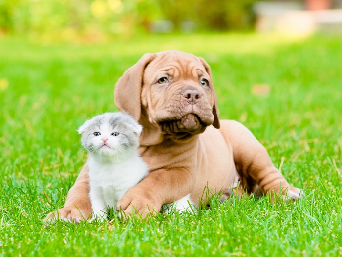 Dogue de Bordeaux puppy with a kitten on grass