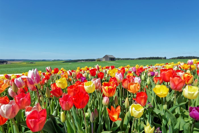 Field of Colorful Tulips Under a Blue Sky