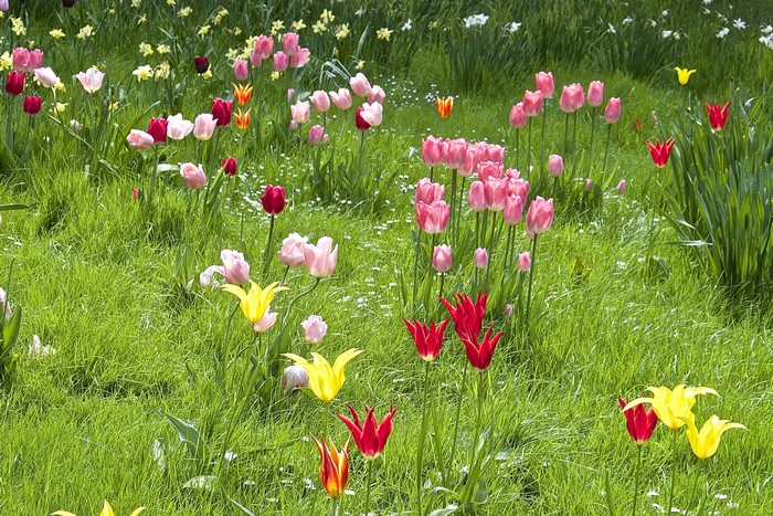 Field of colorful tulips and daffodils in green grass