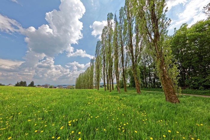 Grassland with Dandelions and Poplar Trees in Hontheim, Germany