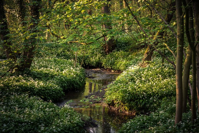 Stoneycliffe Wood Scotland River and Wild Garlic