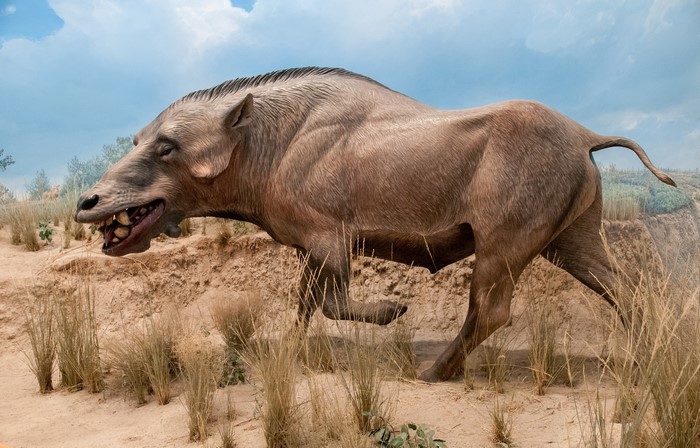 Daeodon, an ancient mammal