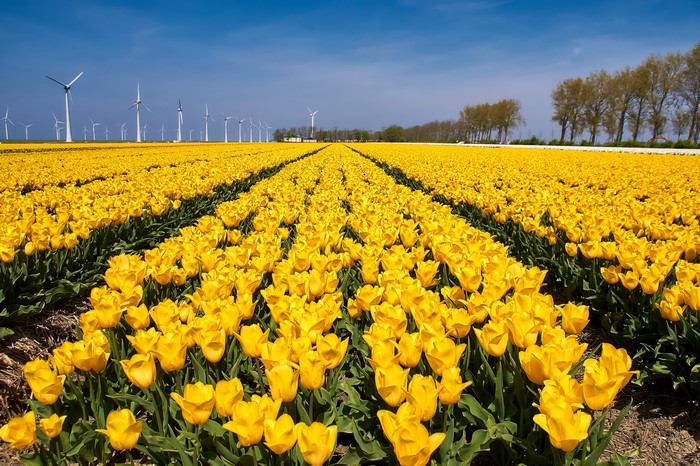 Field of Yellow Tulips with Wind Turbines
