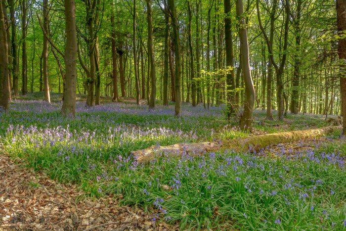 Bluebells in a sunlit forest with fallen log