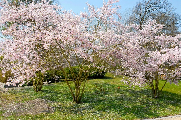 Flowering cherry trees in a park during spring