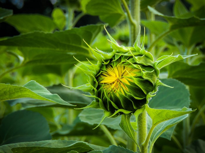 Close-up of a budding sunflower