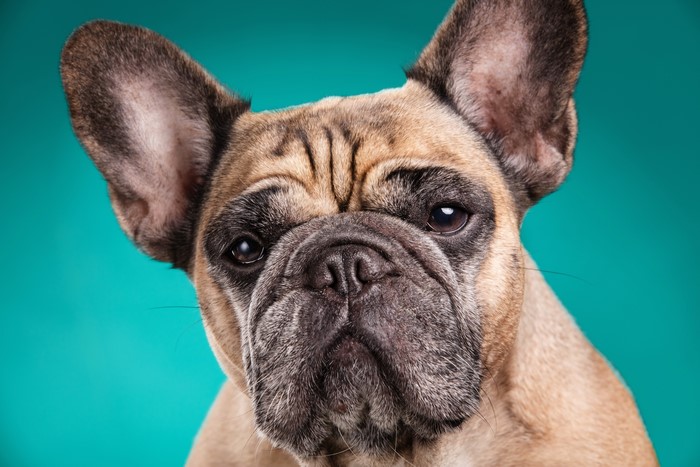 French Bulldog with Colored Background