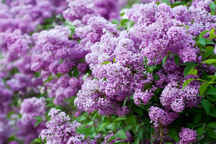Close-up of blooming purple lilacs