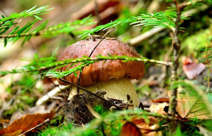 Mushroom in a forest with pine needles