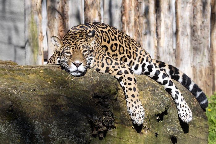 Jaguar resting on a log