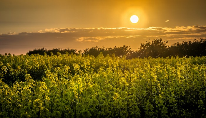 Field of yellow flowers at sunset