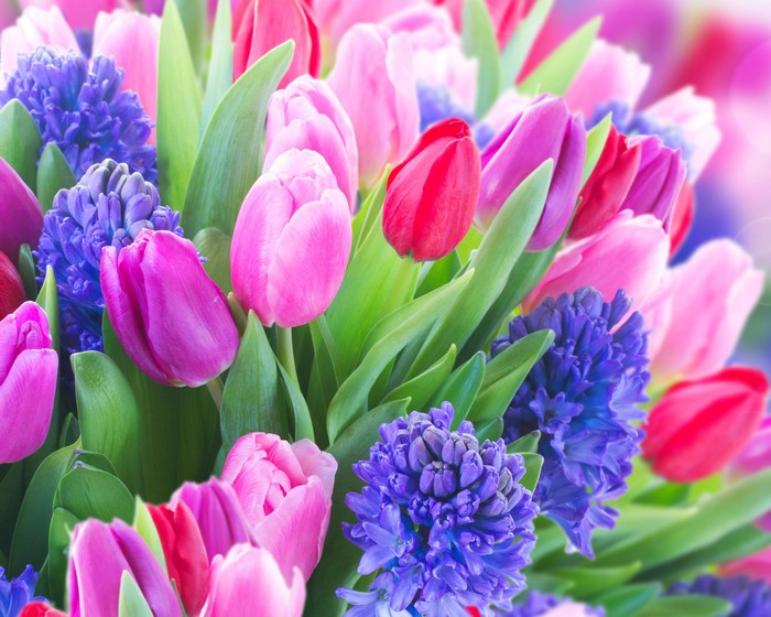 Tulips and Hyacinths Closeup