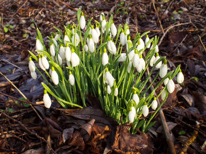 4K Snowdrops in the Forest