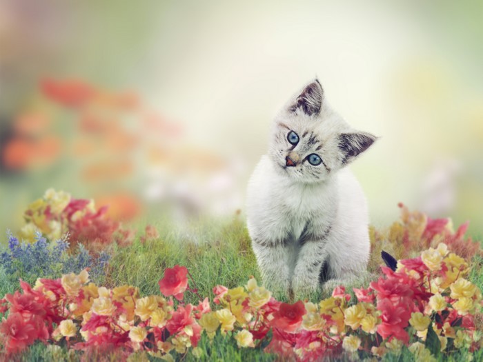 Kitten with blue eyes in a field of flowers