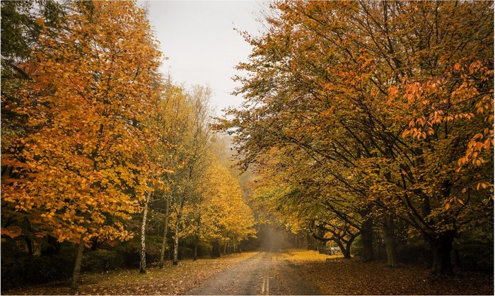 Road lined with autumn trees