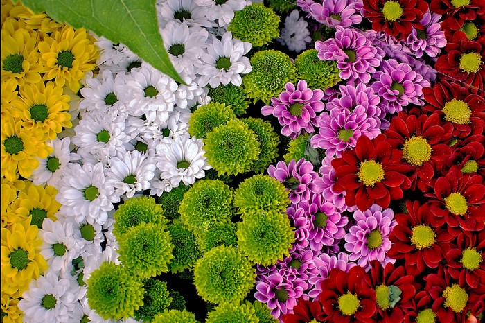 A colorful arrangement of chrysanthemums