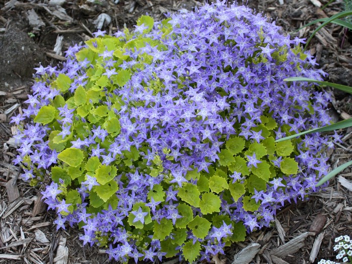 Violet bell-shaped flowers with green leaves