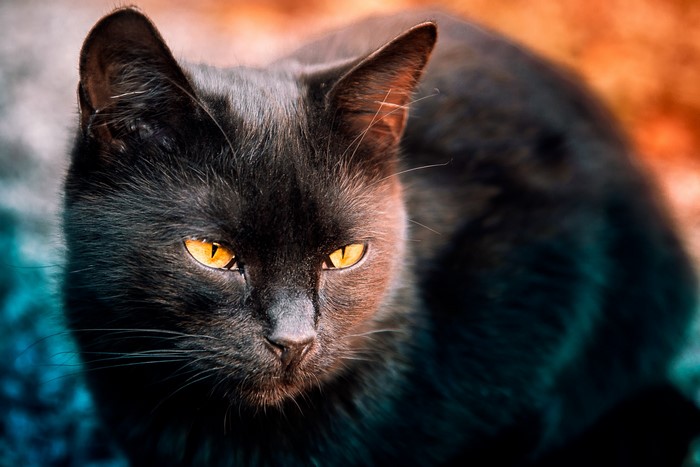 Black cat with yellow eyes looking intently