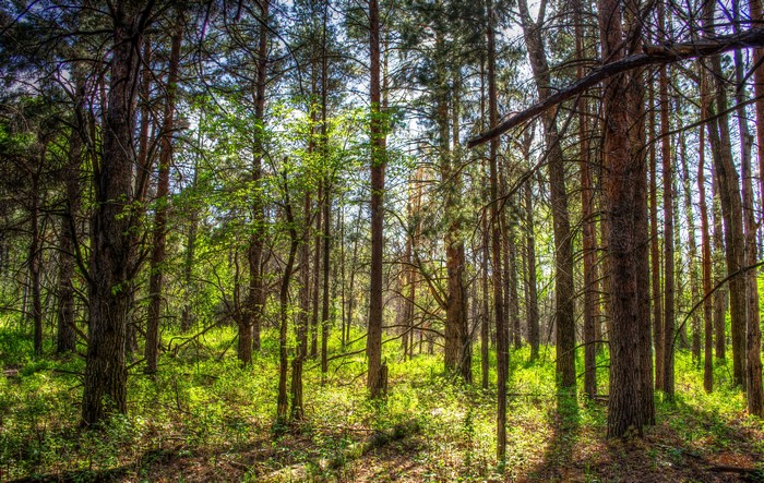 Forest in North Dakota, USA