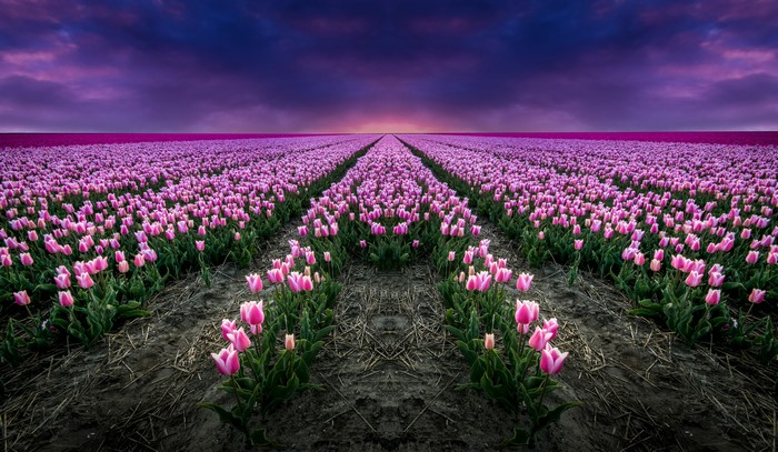Field of Pink Tulips at Sunset