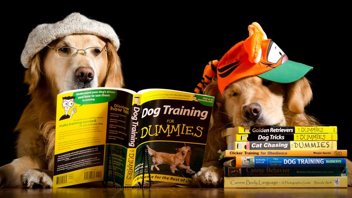 Two Golden Retrievers Reading Dog Training Books