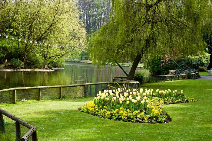 Park with lake, tulips, and weeping willow tree