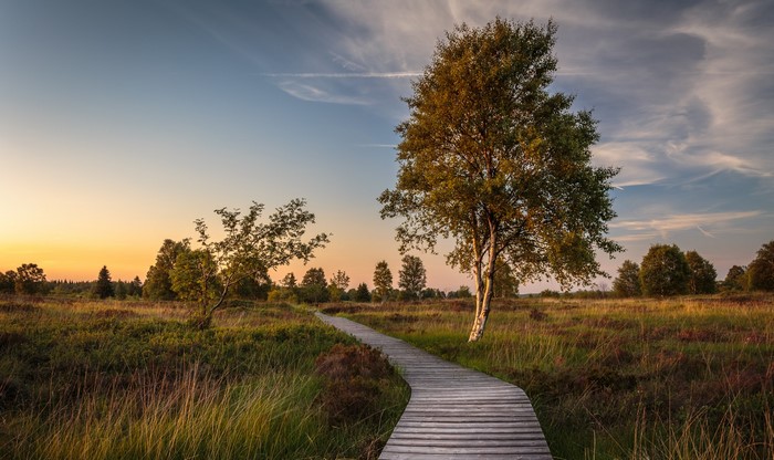 Wooden boardwalk through a moorland at sunset