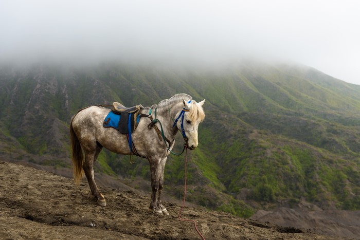 Horse with Saddle in Foggy Mountains