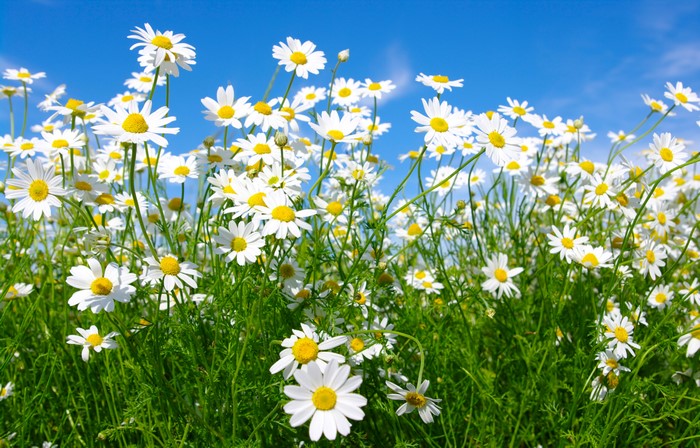 Field of Camomiles Under Blue Sky