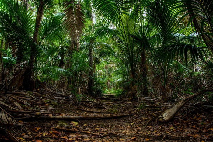 Dense Lord Howe Island Palm Forest