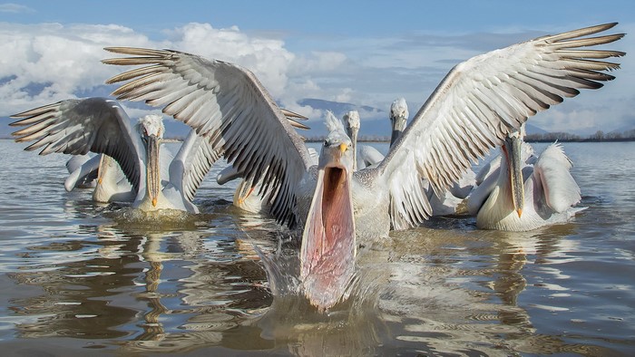 Dalmatian pelicans with open beaks in water