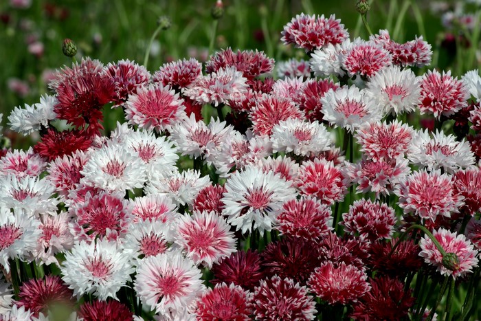 Field of pink and white cornflowers
