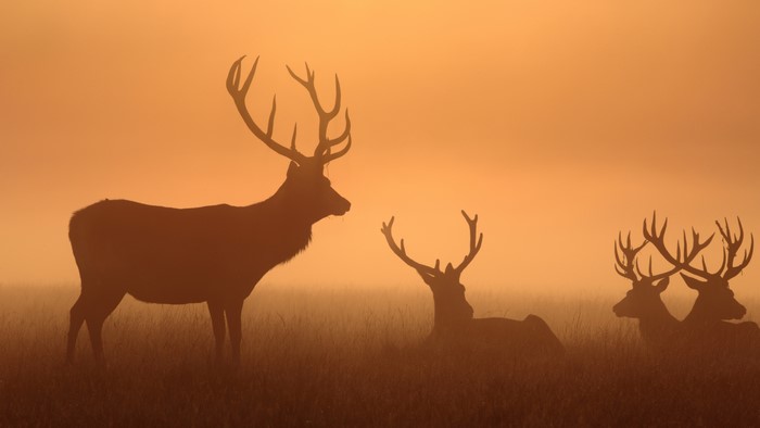 Deer silhouettes in foggy sunrise