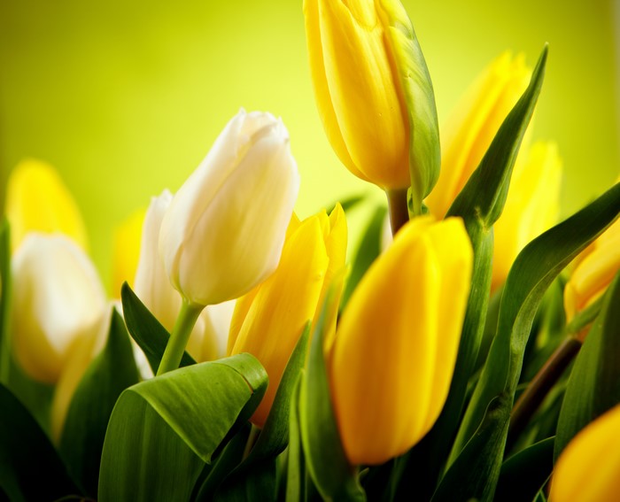 4K Yellow and White Tulips
